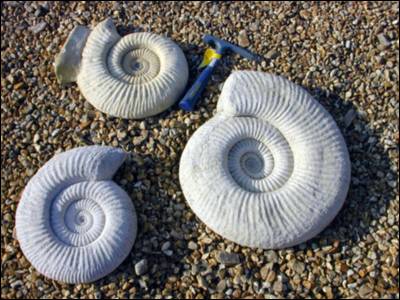 Architectural Casts of Ammonites