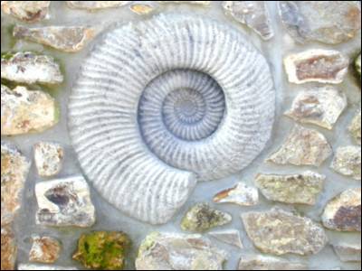 Architectural Cast of Ammonite