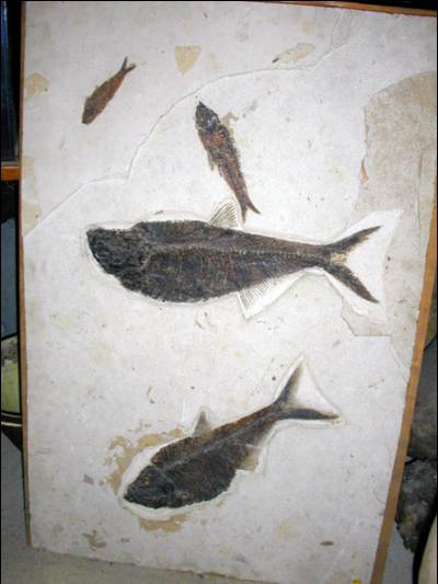 Fossil Fish Display, Diplomystus