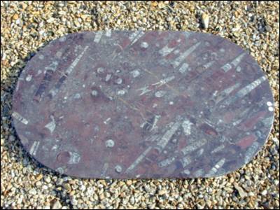 Orthoceras Fossil Table Top