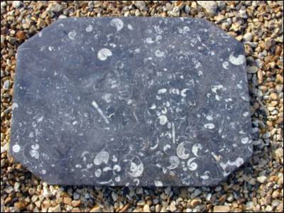 Polished Fossil Table Top