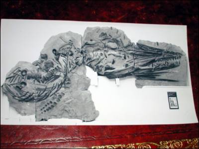 Fossil Icthyosaurus