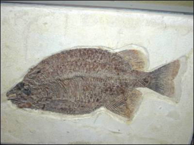 Fossil Fish, Phareodus
