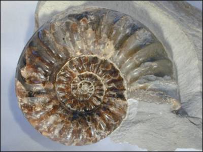 Fossil Ammonite, Asteroceras