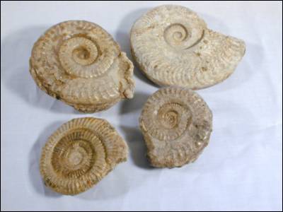Fossil Ammonites