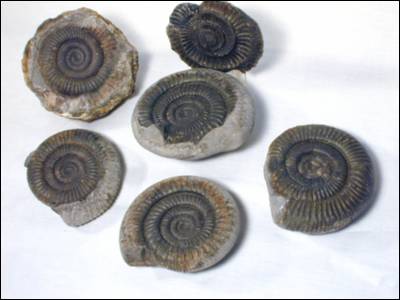 Fossil Ammonites, Dactylioceras