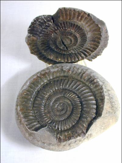 Fossil Ammonites, Dactylioceras