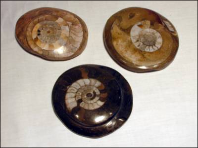 Ammonite and Goniatite Paper Weights