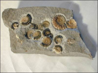 Fossil Ammonites, Promicroceras