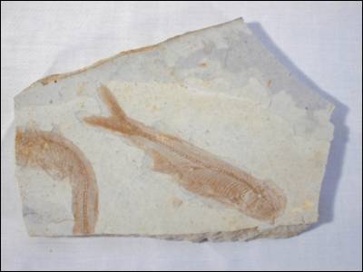 Fossil Fish, Lycoptera
