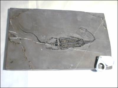 Aquatic Fossil Reptile, Keichousaurus