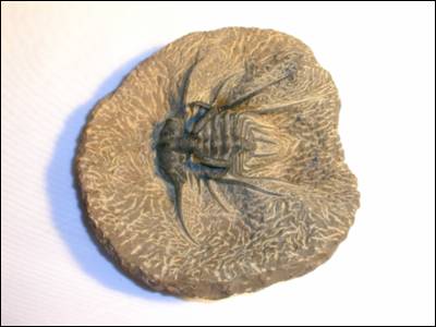 Fine Fossil Trilobite, Dicranurus Monstrosus