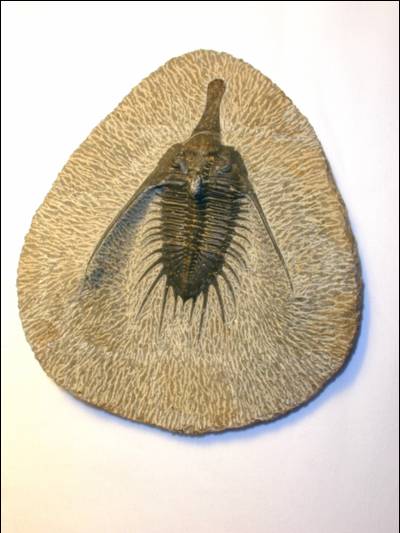 Fine Fossil Trilobite, Psychopyge